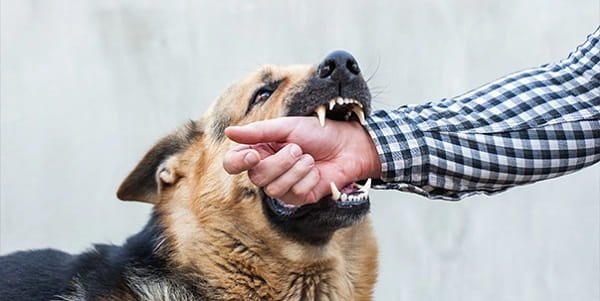 Dog Bite