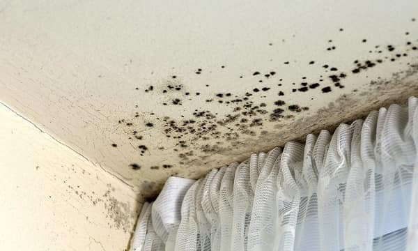 Understanding Mold Issues in Arizona Rental Properties: A Guide for Tenants